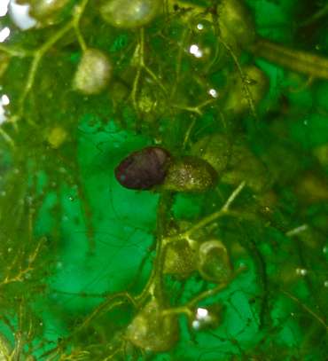 Predazione da parte di Utricularia vulgaris su girino